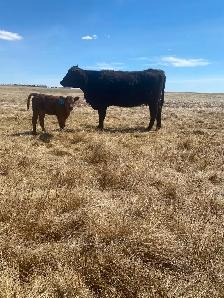 First calf heifer pairs - Photo 5