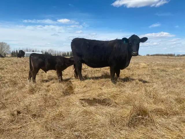 First calf heifer pairs - Photo 6