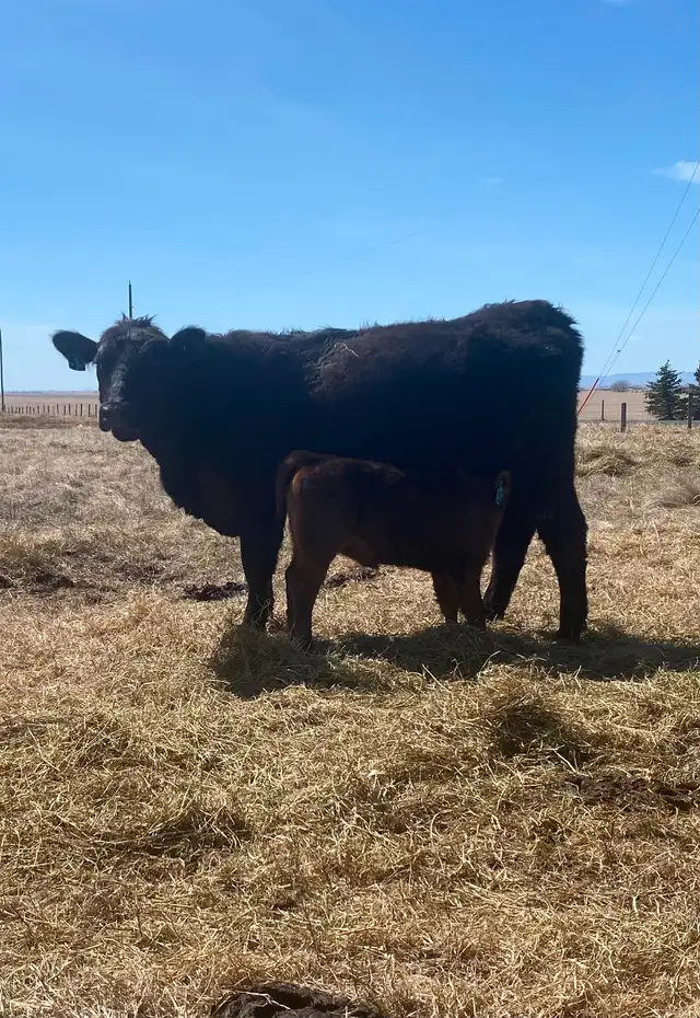 First calf heifer pairs - Photo 7