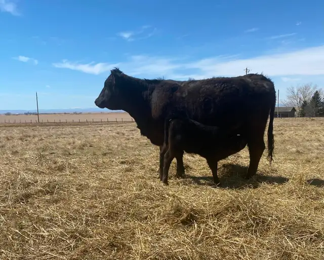 First calf heifer pairs - Photo 8