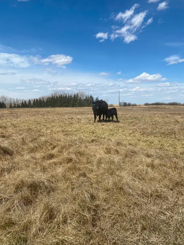 First calf heifer pairs - Photo 9