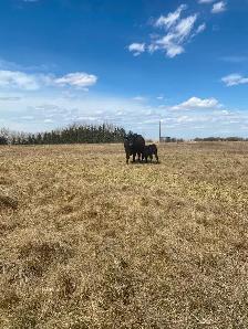 First calf heifer pairs - Photo 9