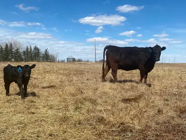 First calf heifer pairs - Photo 10