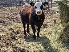 Bred Heifer for sale