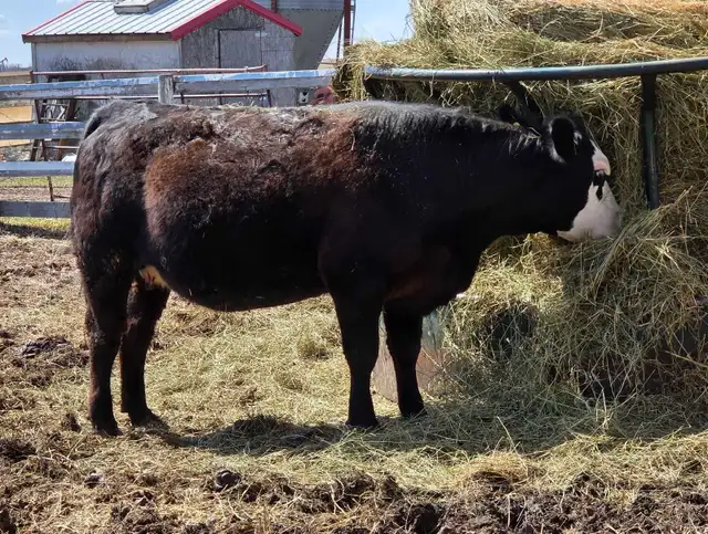 Bred Heifer for sale - Photo 2