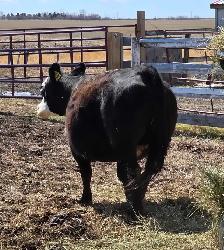 Bred Heifer for sale - Photo 3