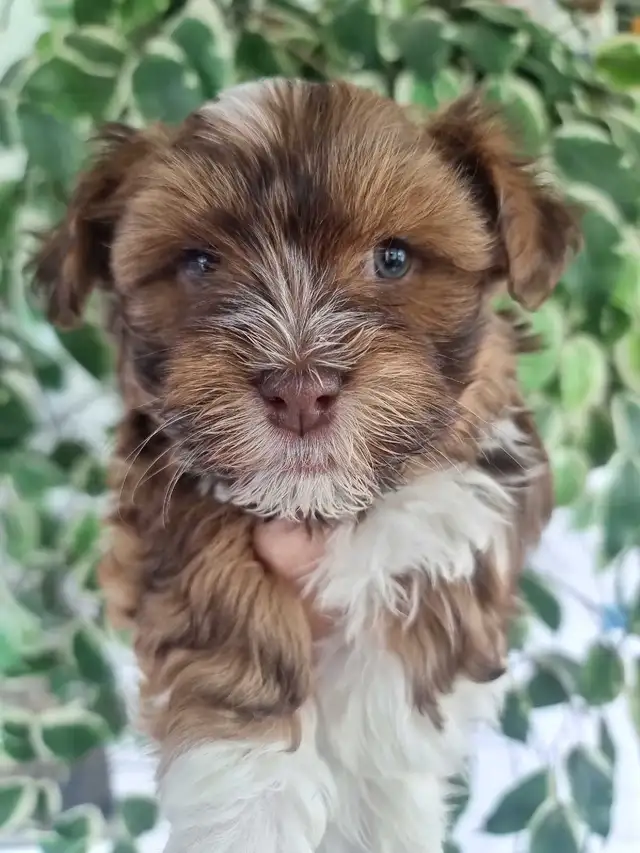 Green Eyed Havanese Puppies!