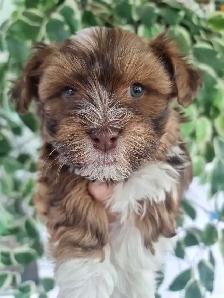 Green Eyed Havanese Puppies!