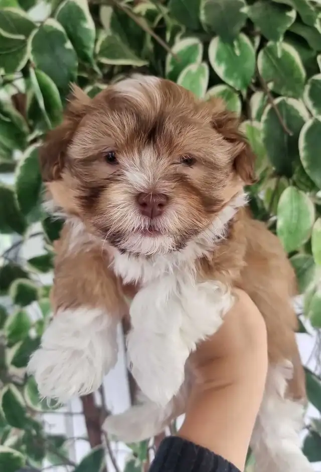 Green Eyed Havanese Puppies! - Photo 2