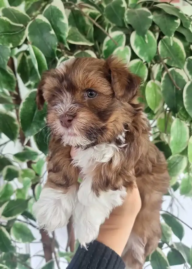 Green Eyed Havanese Puppies! - Photo 3