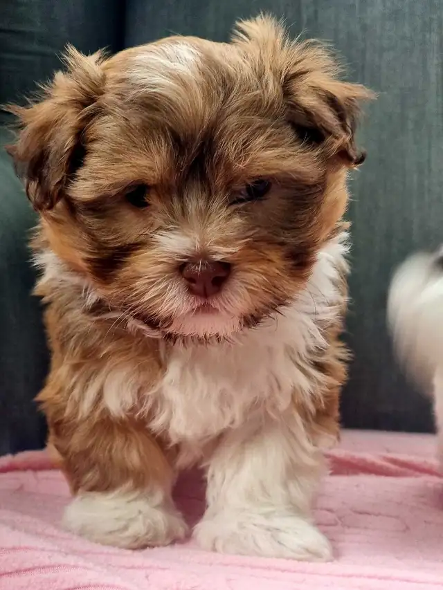 Green Eyed Havanese Puppies! - Photo 4