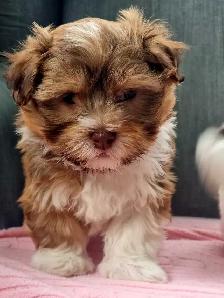 Green Eyed Havanese Puppies! - Photo 4