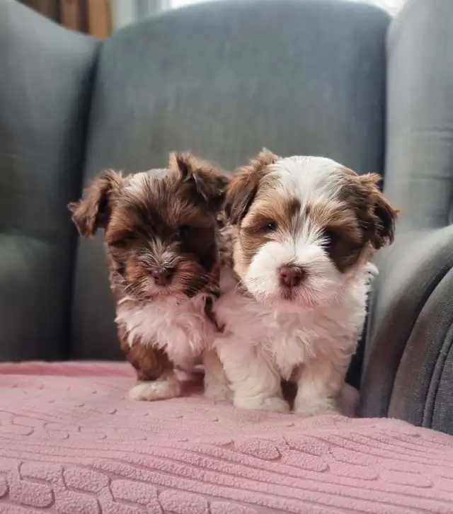Green Eyed Havanese Puppies! - Photo 5
