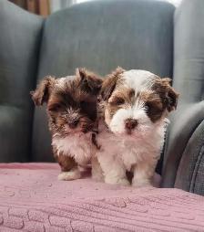 Green Eyed Havanese Puppies! - Photo 5