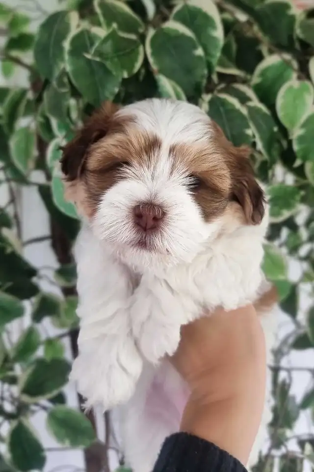 Green Eyed Havanese Puppies! - Photo 6