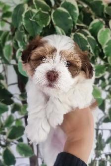Green Eyed Havanese Puppies! - Photo 6