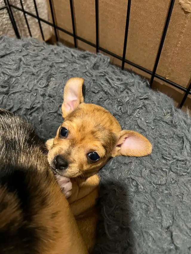 Chihuahua