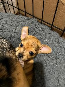 Chihuahua