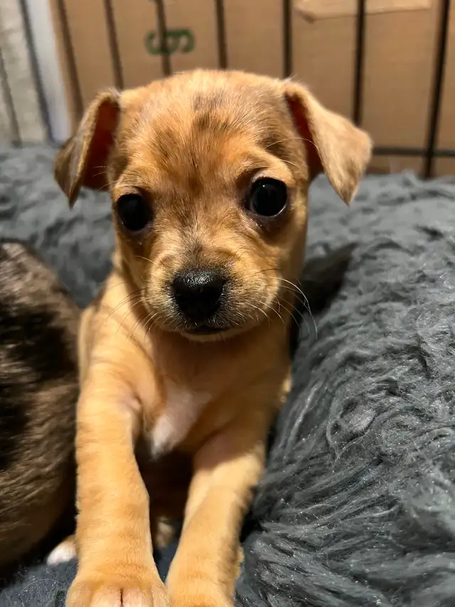 Chihuahua - Photo 2