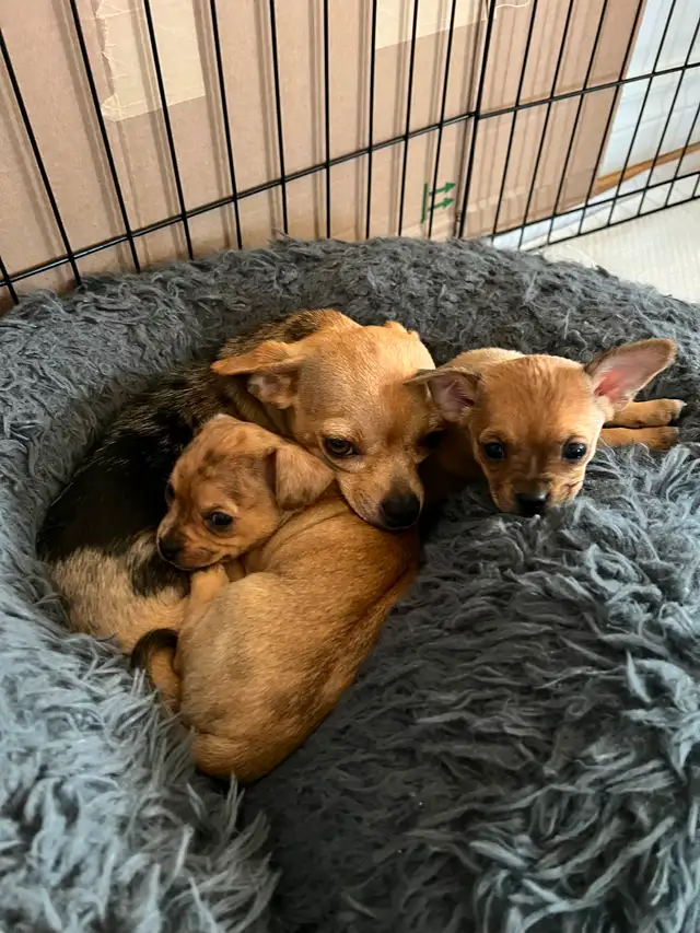 Chihuahua - Photo 3