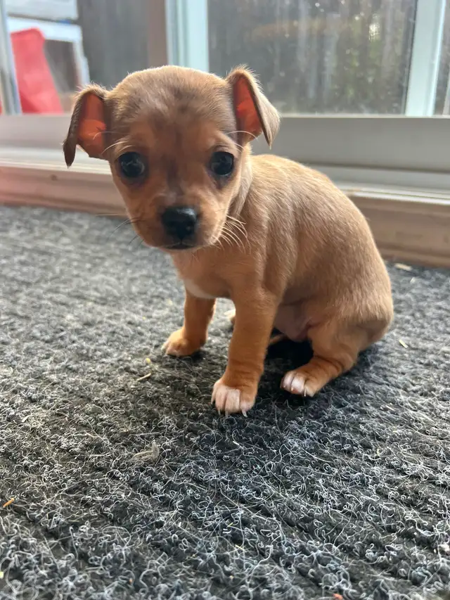 Chihuahua - Photo 4