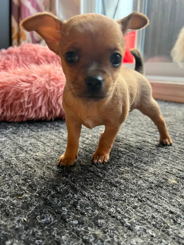 Chihuahua - Photo 5