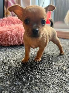 Chihuahua - Photo 5