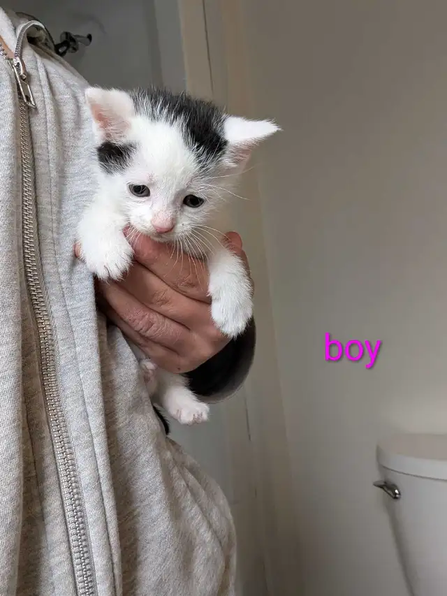 Adorable kittens