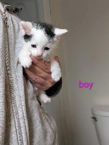 Adorable kittens