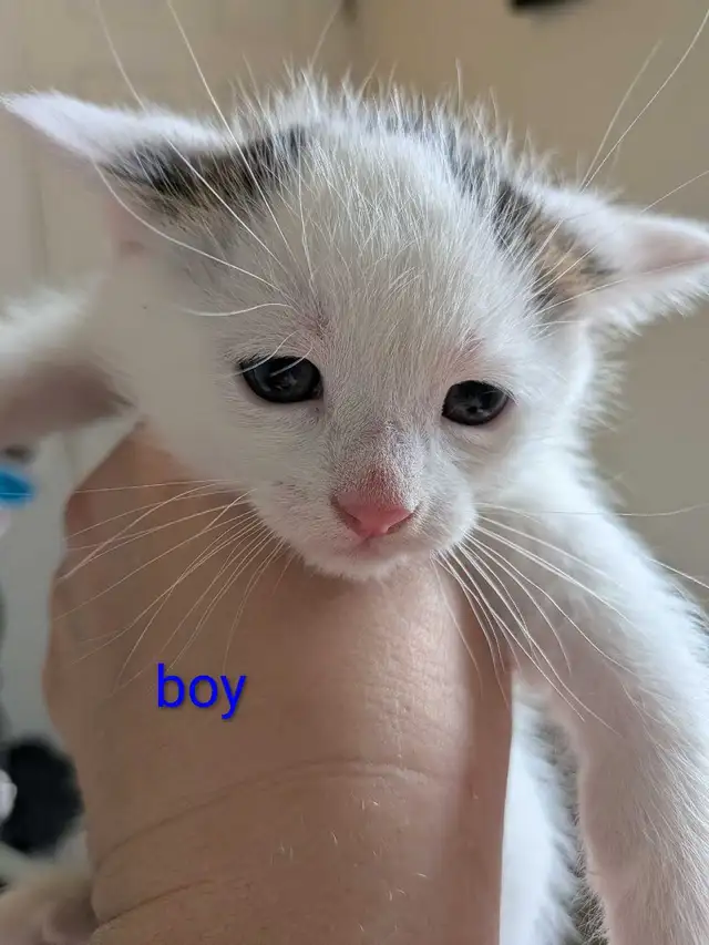 Adorable kittens - Photo 2