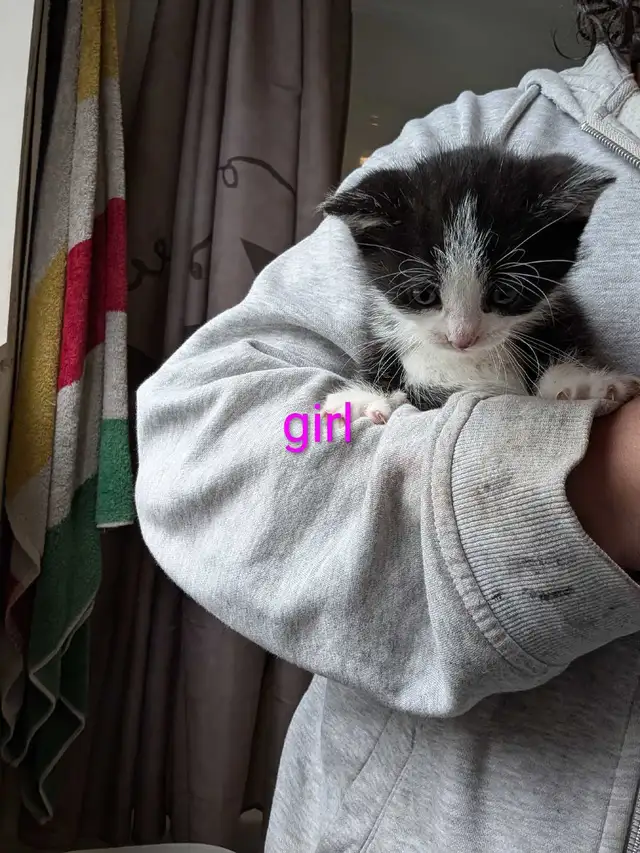 Adorable kittens - Photo 3