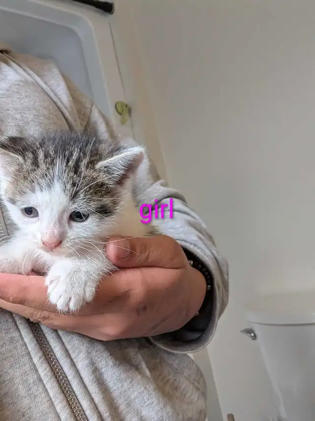 Adorable kittens - Photo 4