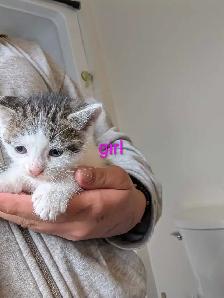 Adorable kittens - Photo 4