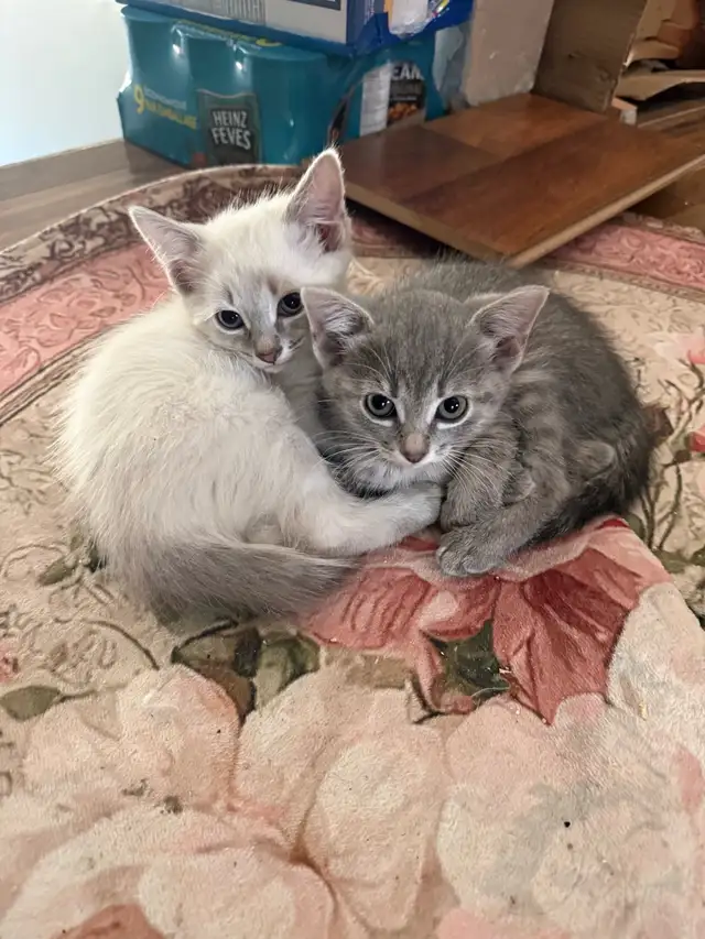 Kitties for sale