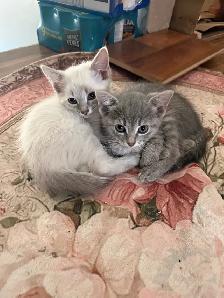 Kitties for sale