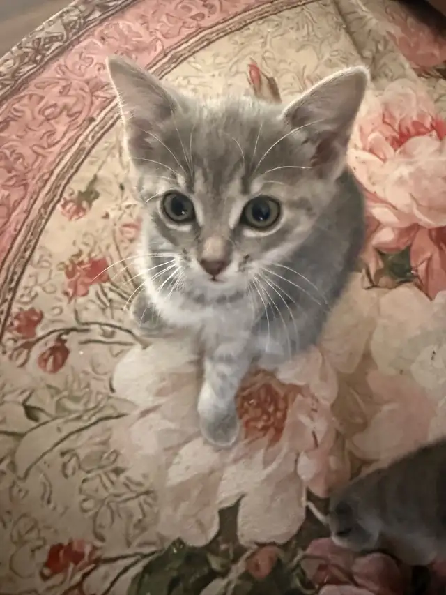 Kitties for sale - Photo 2