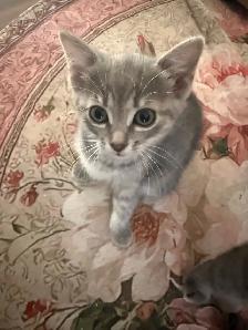 Kitties for sale - Photo 2
