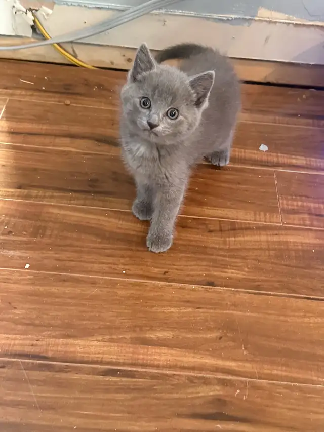 Kitties for sale - Photo 3