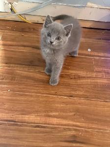 Kitties for sale - Photo 3