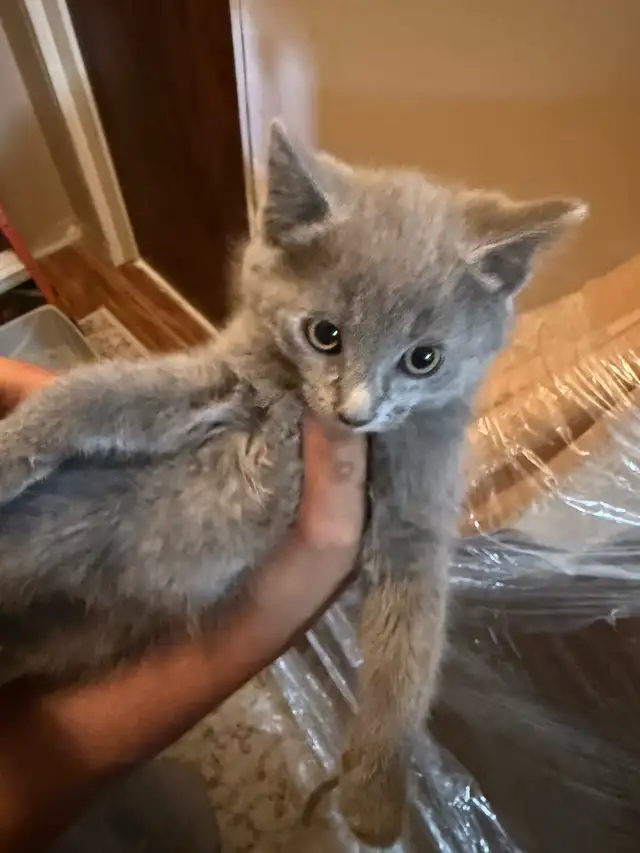 Kitties for sale - Photo 4
