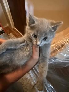 Kitties for sale - Photo 4
