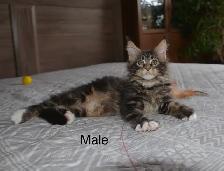 Beautiful purebred Maine Coon kittens