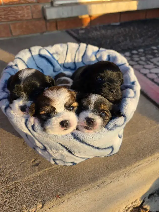 Puppies for Sale! Puppy Biewer and Shipoo mix