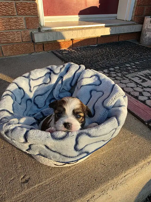 Puppies for Sale! Puppy Biewer and Shipoo mix - Photo 2