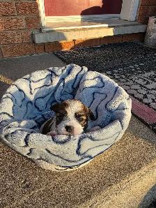 Puppies for Sale! Puppy Biewer and Shipoo mix - Photo 2
