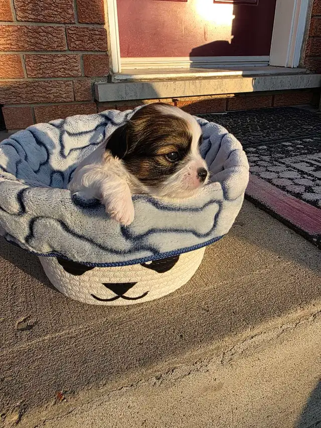 Puppies for Sale! Puppy Biewer and Shipoo mix - Photo 3
