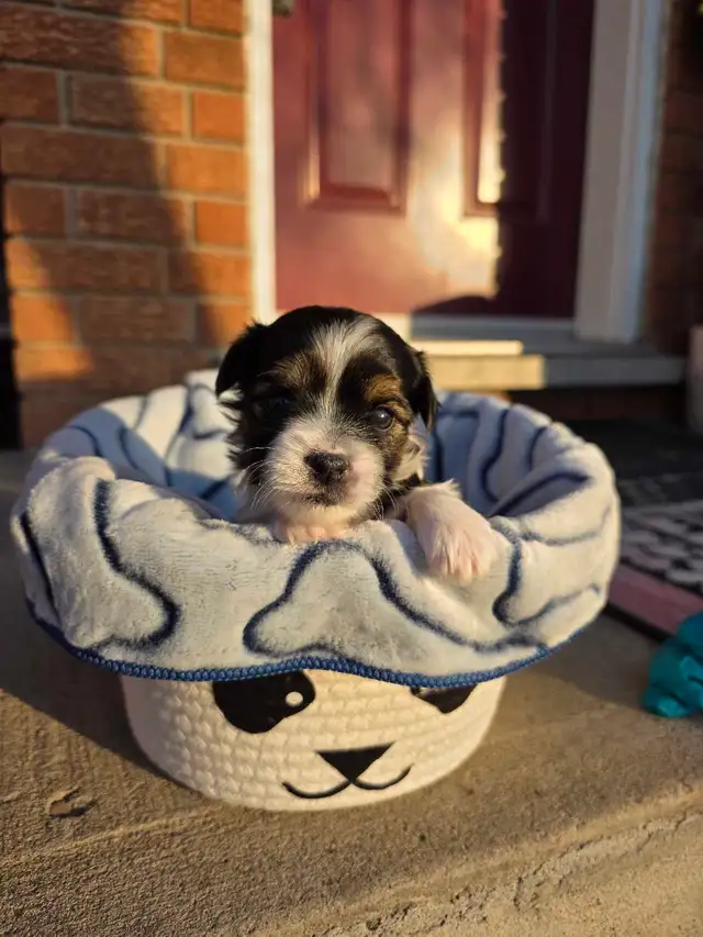 Puppies for Sale! Puppy Biewer and Shipoo mix - Photo 4