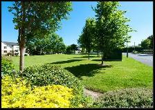 Lawn and Yard Spring Cleanup