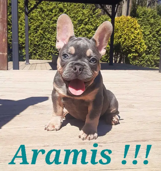 1 chiot mâle Bouledogue français / French Bulldog !!