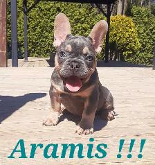 1 chiot mâle Bouledogue français / French Bulldog !!